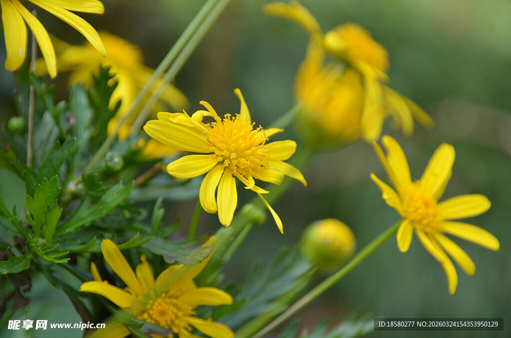 黄色小花绽放