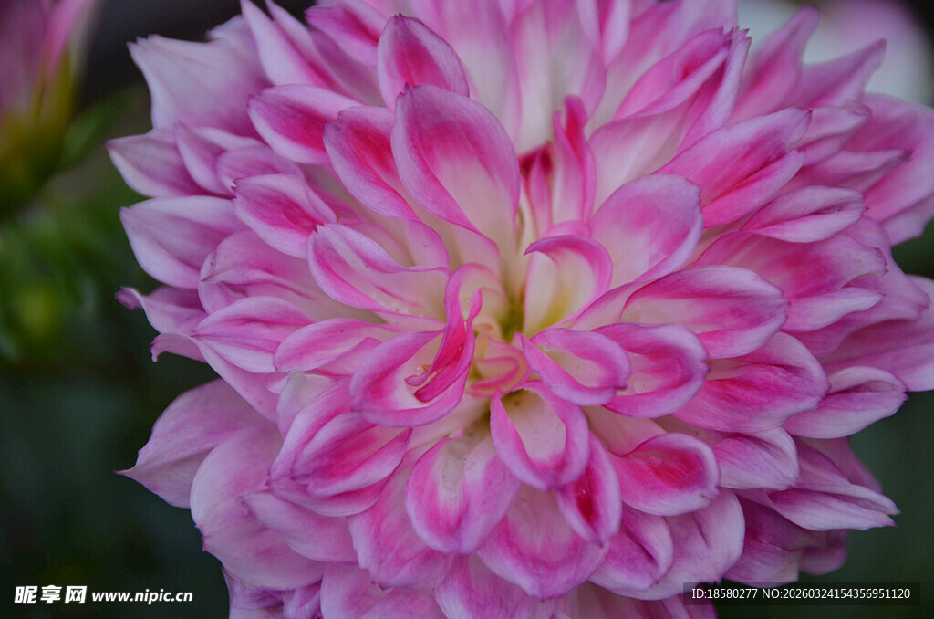 粉色大丽花特写