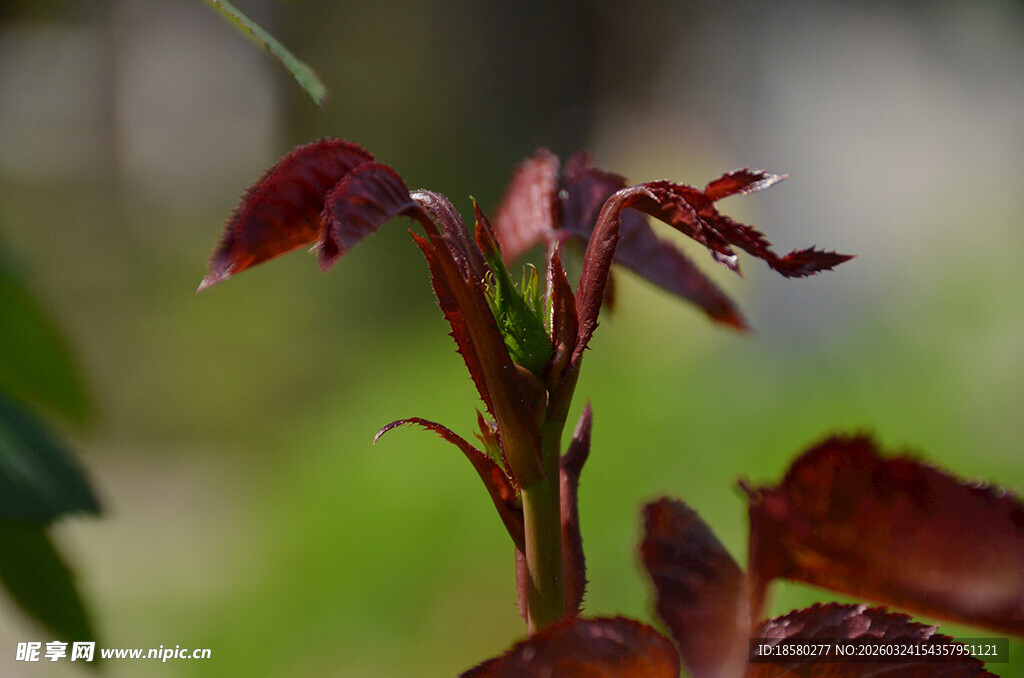 红嫩植物枝叶特写
