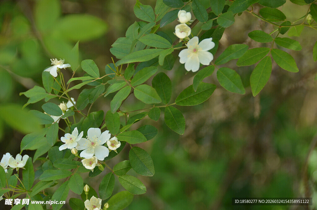 野蔷薇七里香绽放于绿叶间