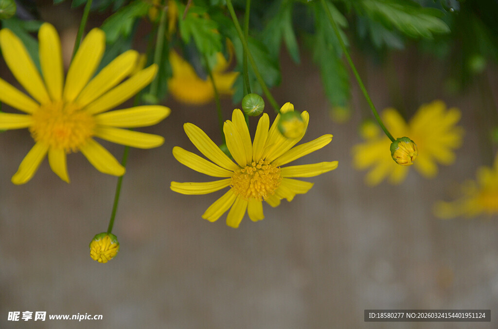 黄色小花绽放于枝头