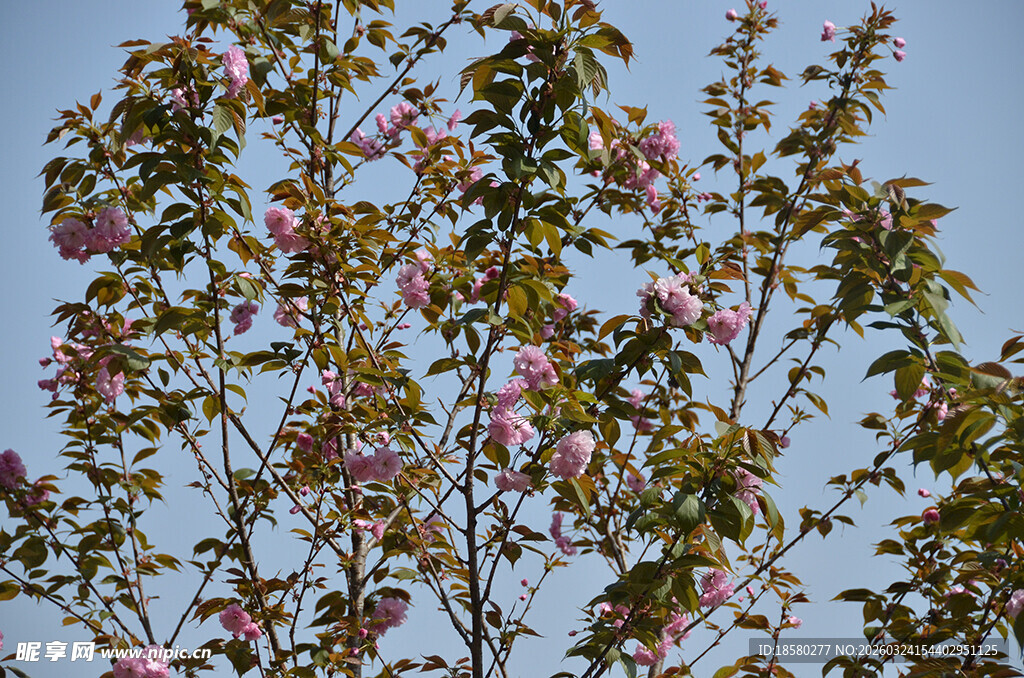 春天浪漫樱花