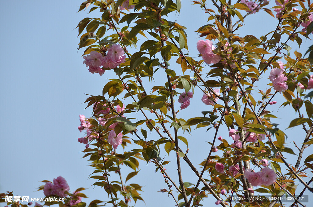 春天唯美浪漫樱花树