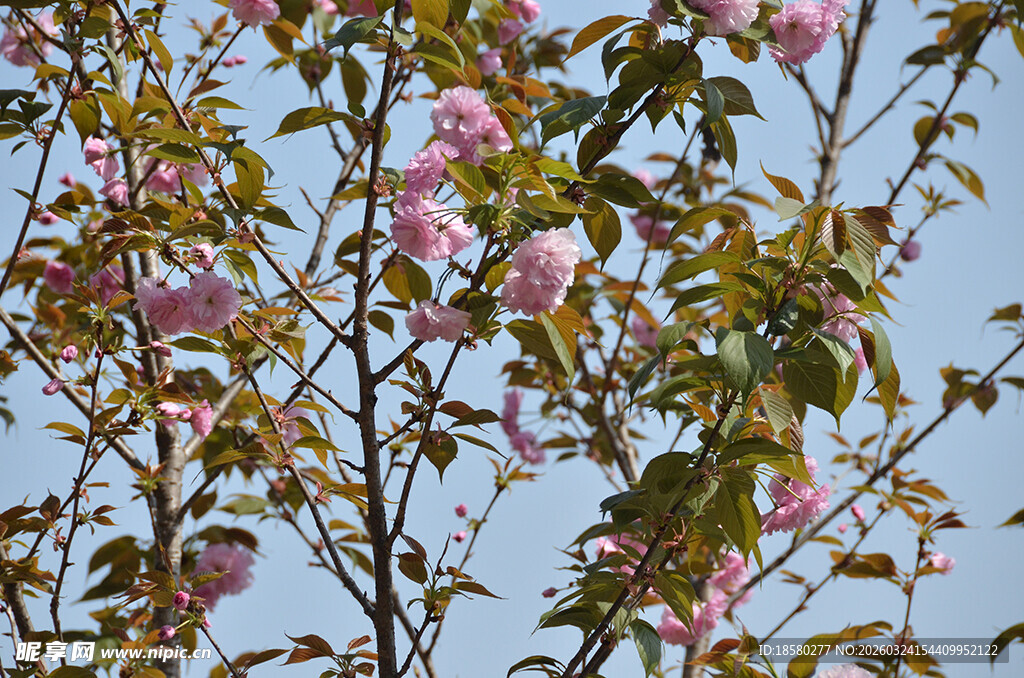 枝头绽放的粉嫩樱花