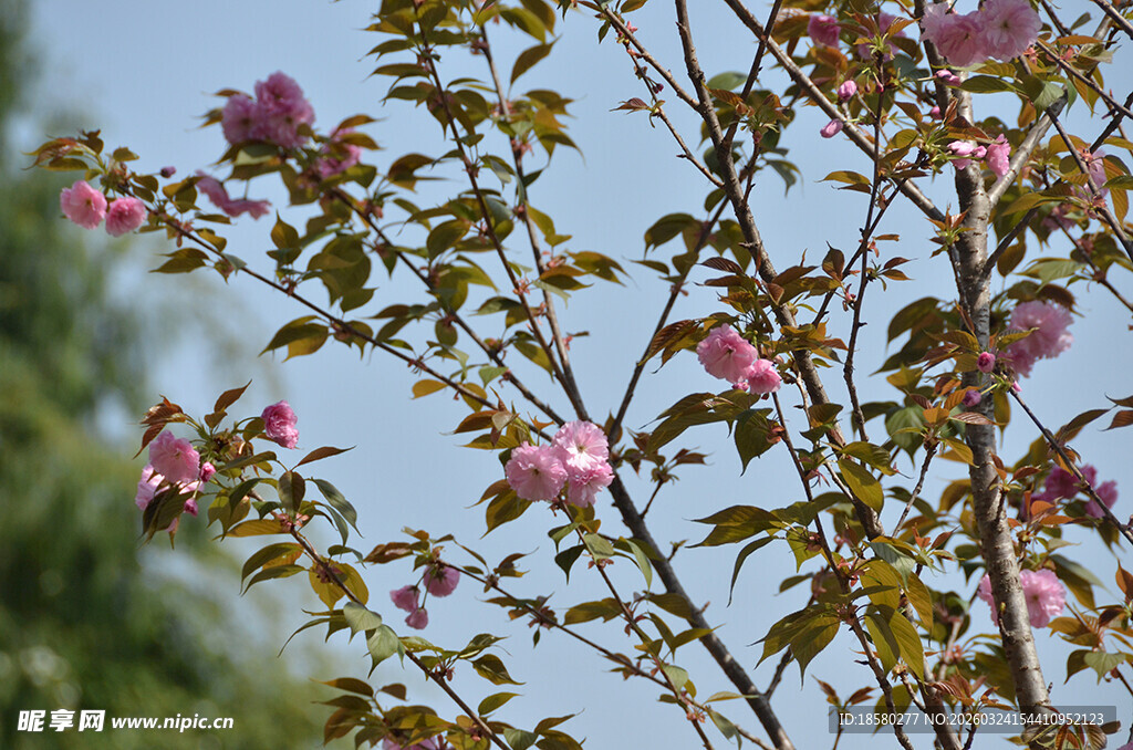 枝头绽放的娇艳樱花粉色花朵