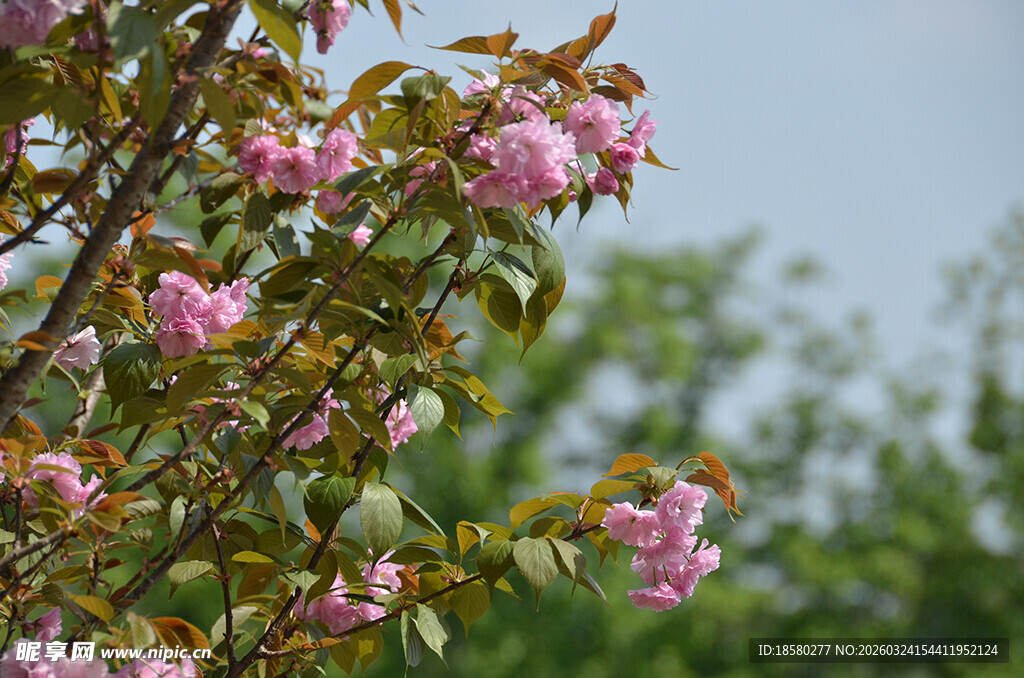 枝头绽放的粉嫩樱花花朵