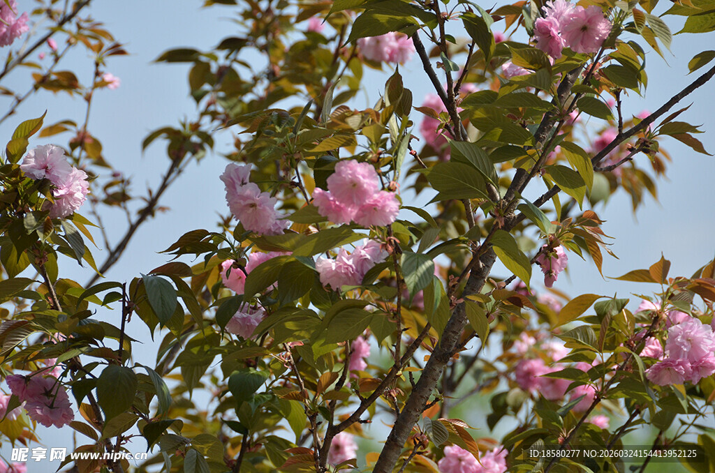 春天盛开的粉色繁花枝头