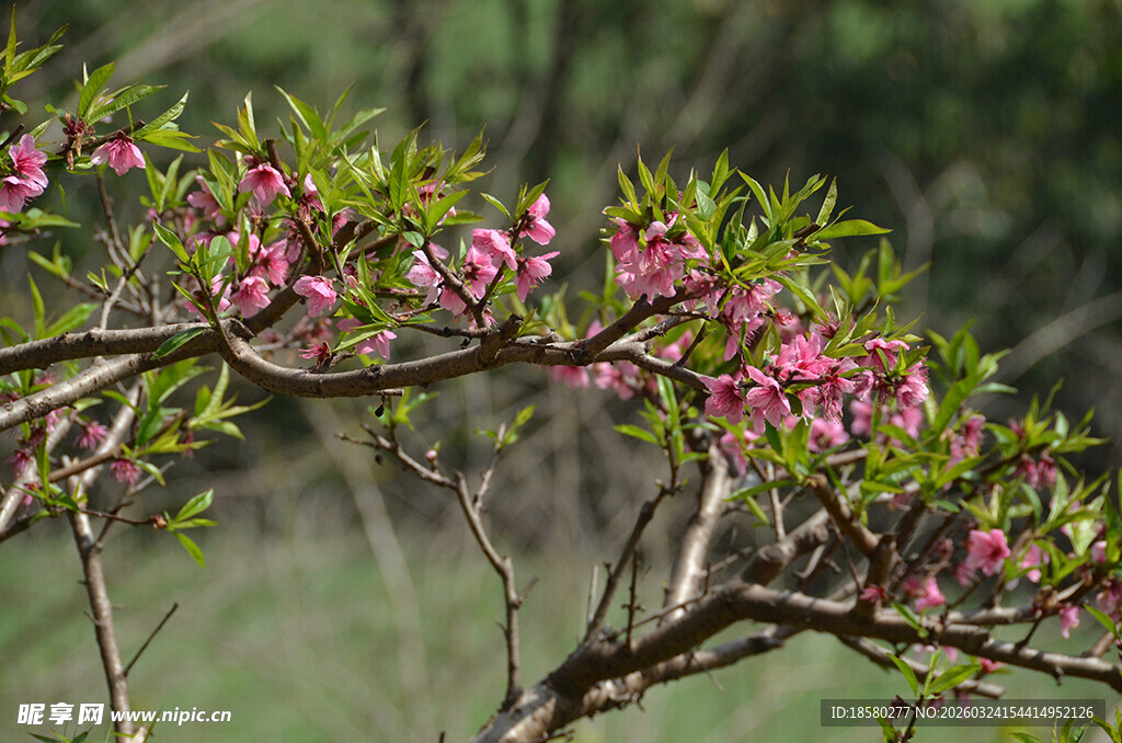 枝头绽放的粉嫩桃花