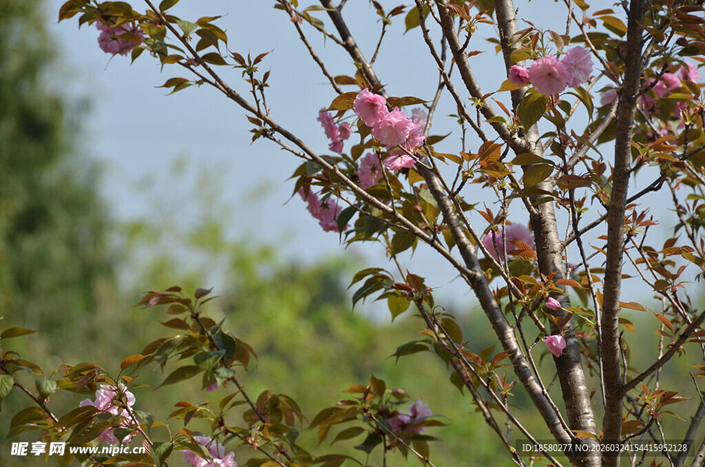 枝头绽放的樱花粉嫩花朵