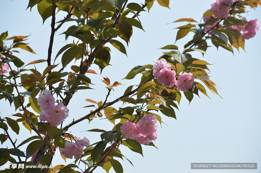 枝头绽放的娇艳樱花花朵