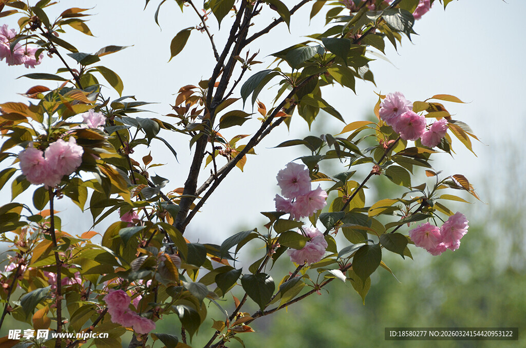 枝头绽放的粉嫩樱花