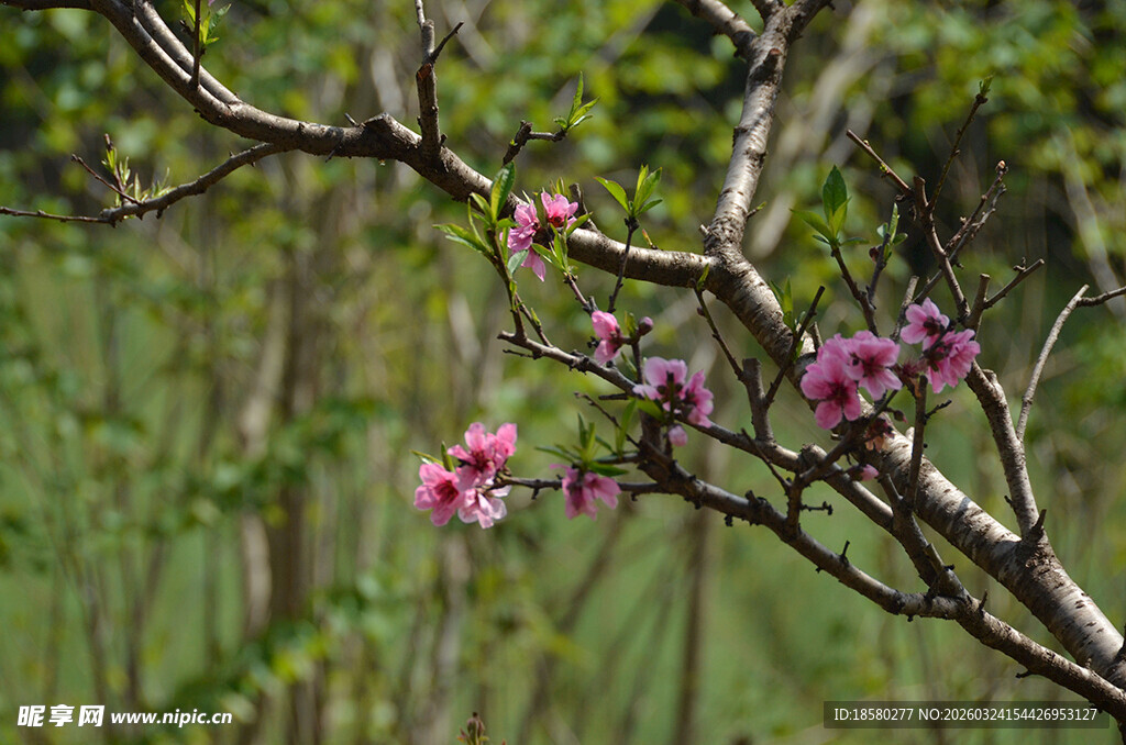 枝头绽放的桃花粉嫩花朵
