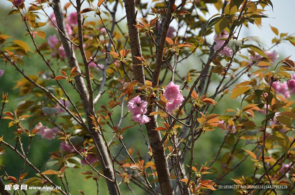 枝头绽放的樱花粉色花朵