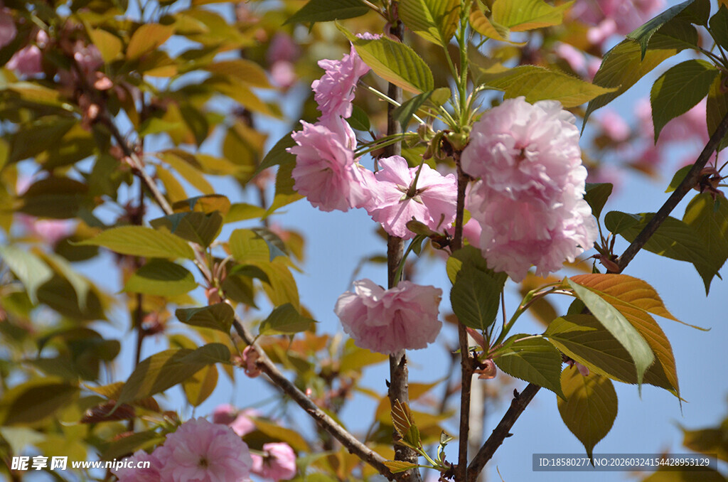 枝头粉樱绽放