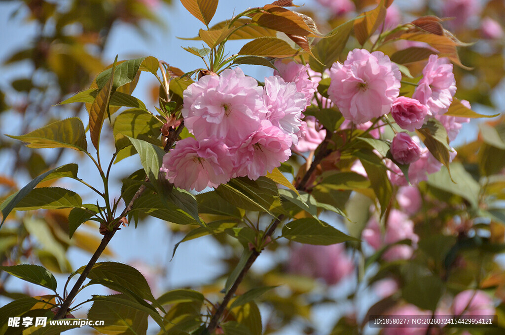 枝头绽放的粉嫩花朵