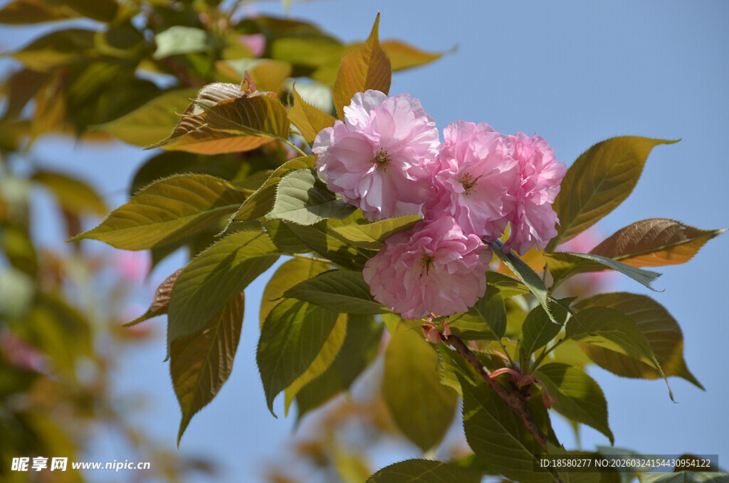 枝头绽放的粉嫩花朵