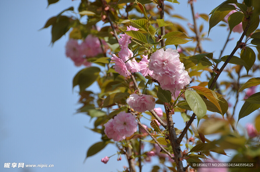 枝头绽放的粉嫩樱花