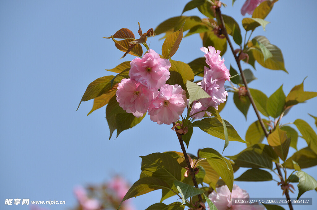 枝头绽放的粉嫩樱花