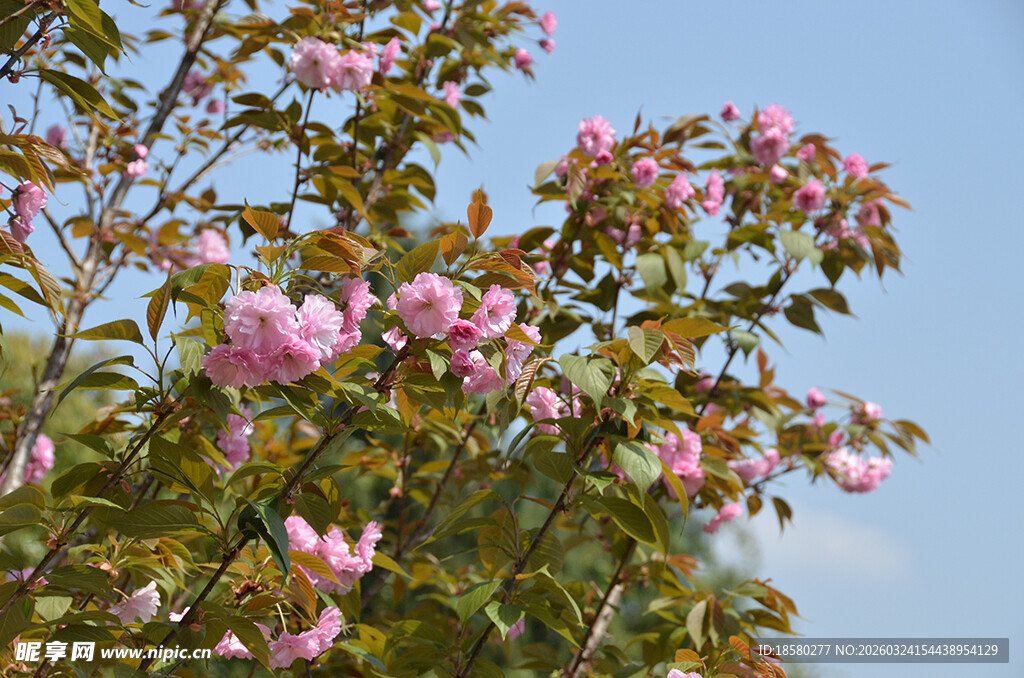 枝头繁花樱花绽放
