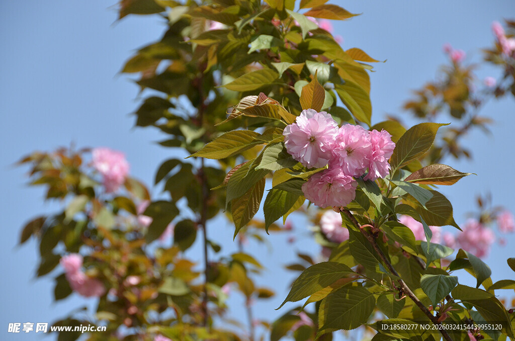 枝头绽放的娇嫩樱花粉色花朵