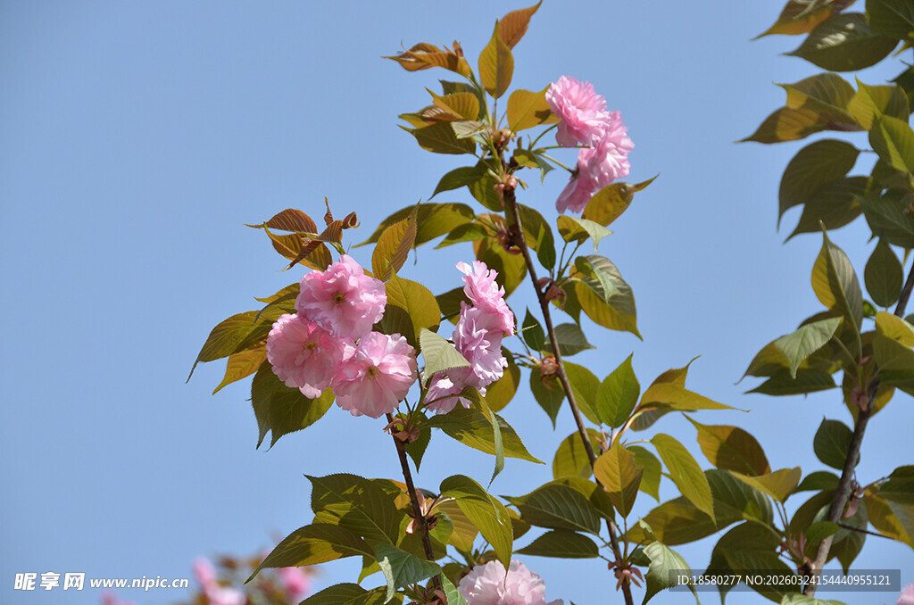 枝头绽放的娇艳粉色樱花花朵