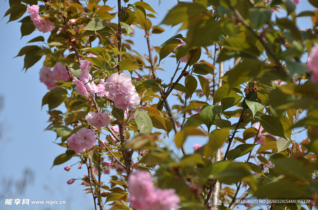 枝头绽放的粉嫩樱花花朵