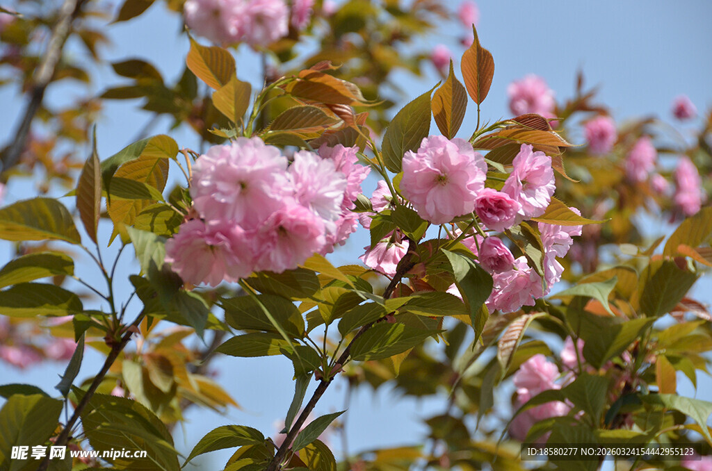 枝头粉嫩繁花樱花绽放