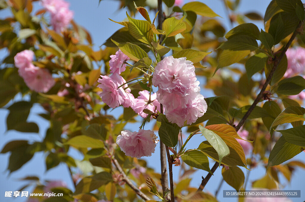 枝头绽放的樱花树