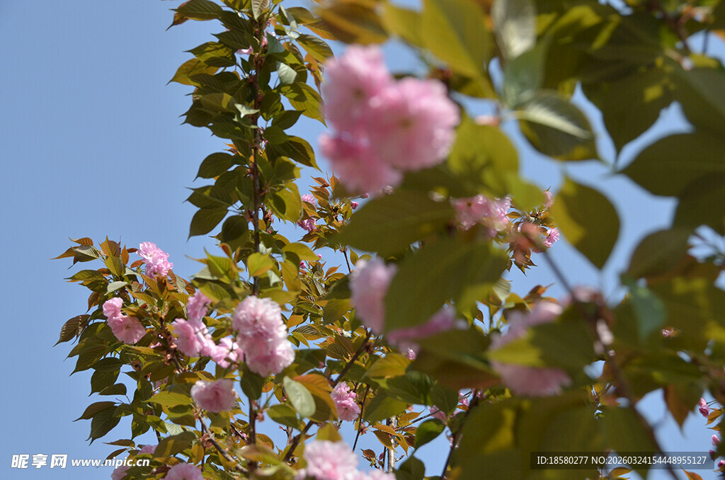 枝头绽放的樱花树粉嫩花朵