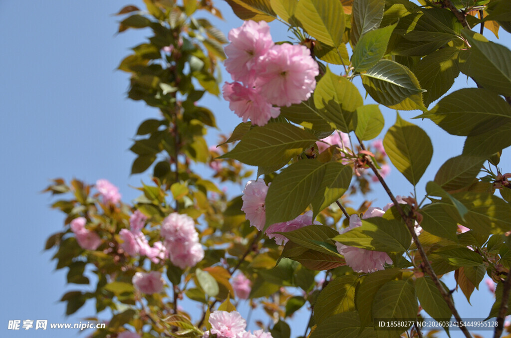 枝头绽放的樱花粉嫩花朵