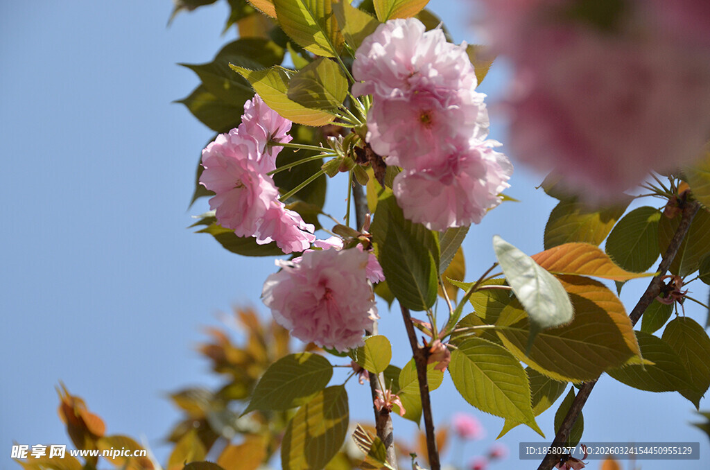 枝头绽放的柔美粉色花朵