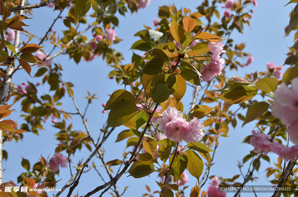 枝头绽放的烂漫粉色樱花花朵