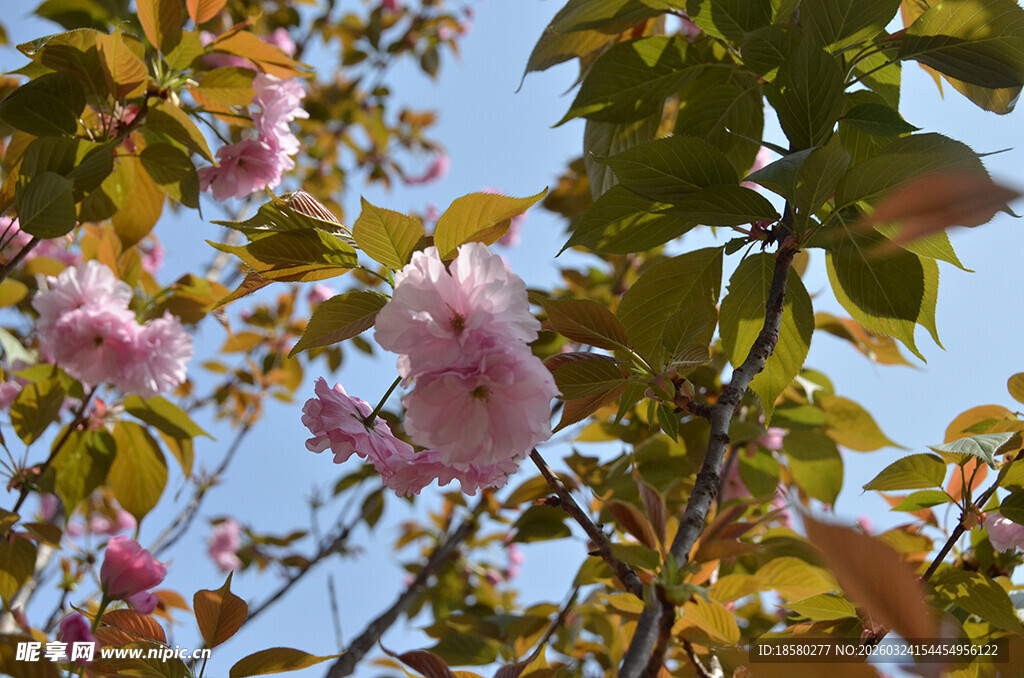 枝头绽放的粉嫩樱花花朵
