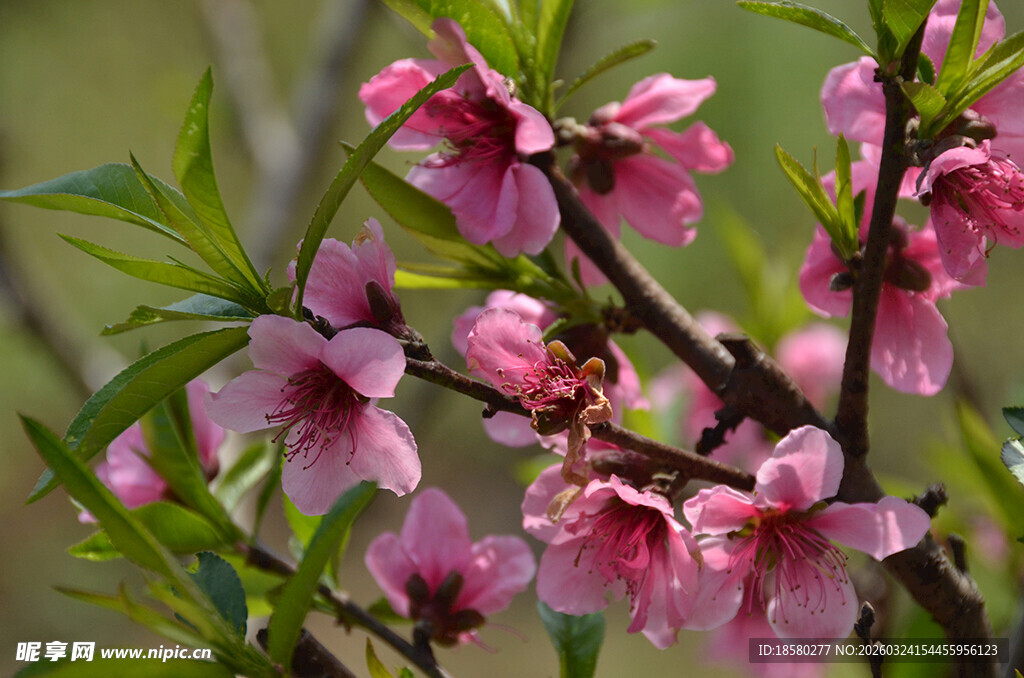 枝头绽放的粉嫩桃花