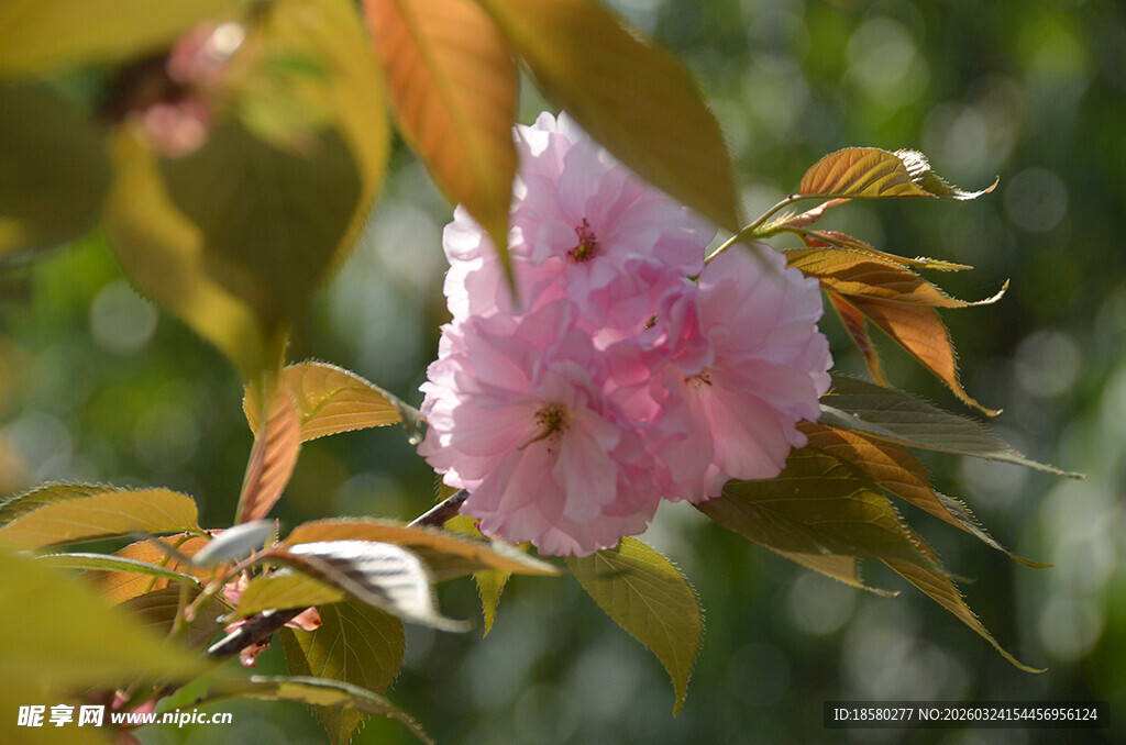 娇艳粉色樱花绽放枝头