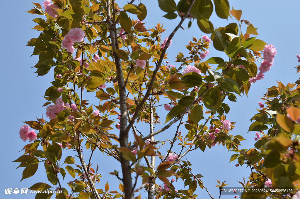 蓝天映衬下的樱花