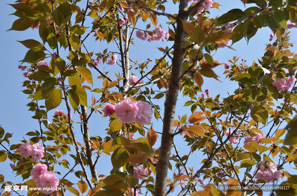 枝头绽放的粉色樱花美丽花朵