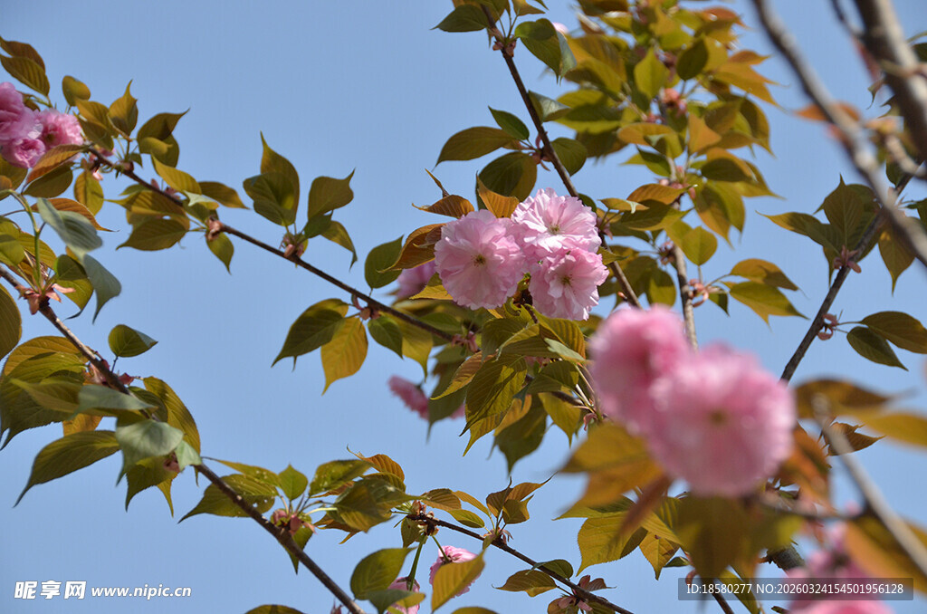 枝头绽放的粉嫩樱花