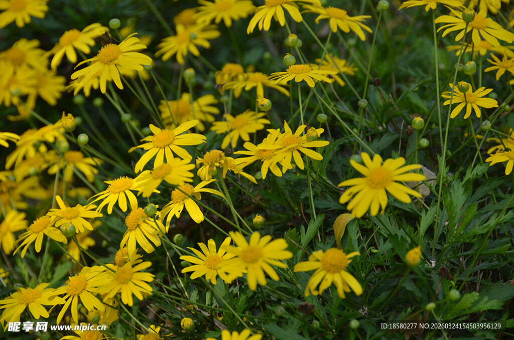 金黄灿烂的野菊花绽放