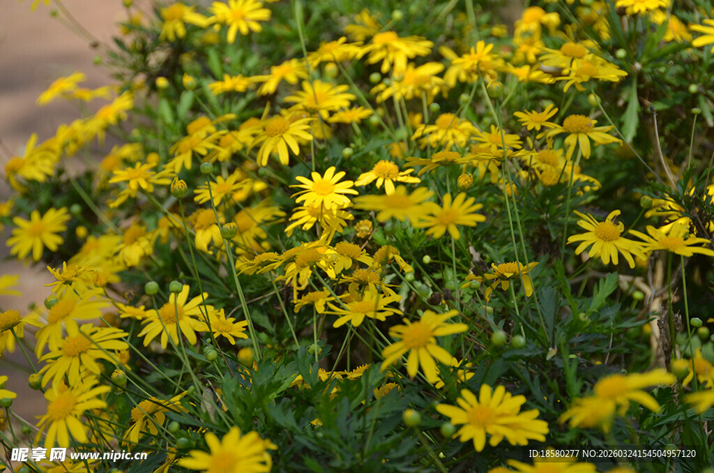 金黄灿烂小菊花绽放