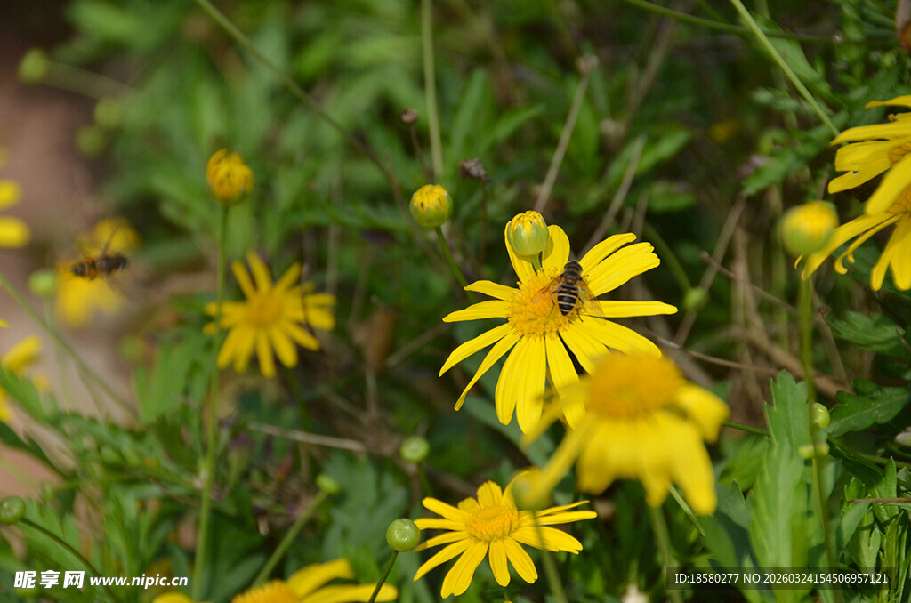 草丛中的黄色小花