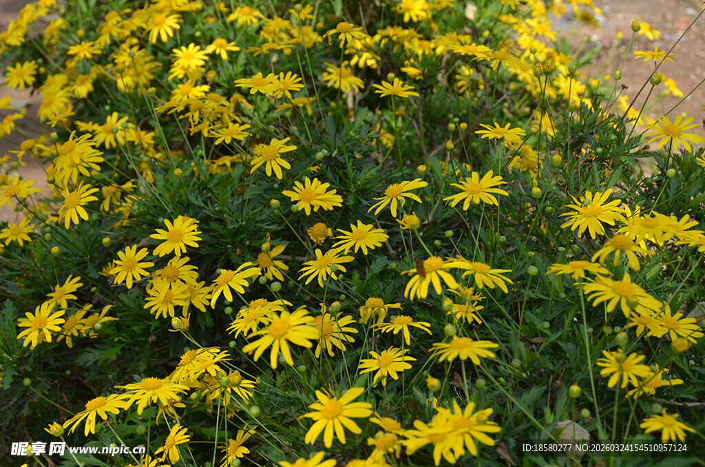 金黄灿烂的野菊花绽放