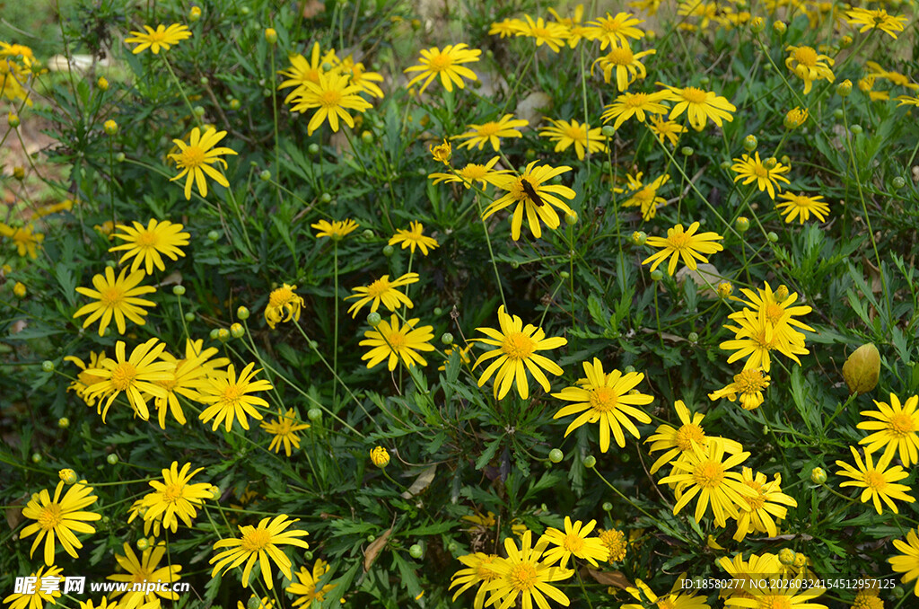 一片灿烂的黄色小野花