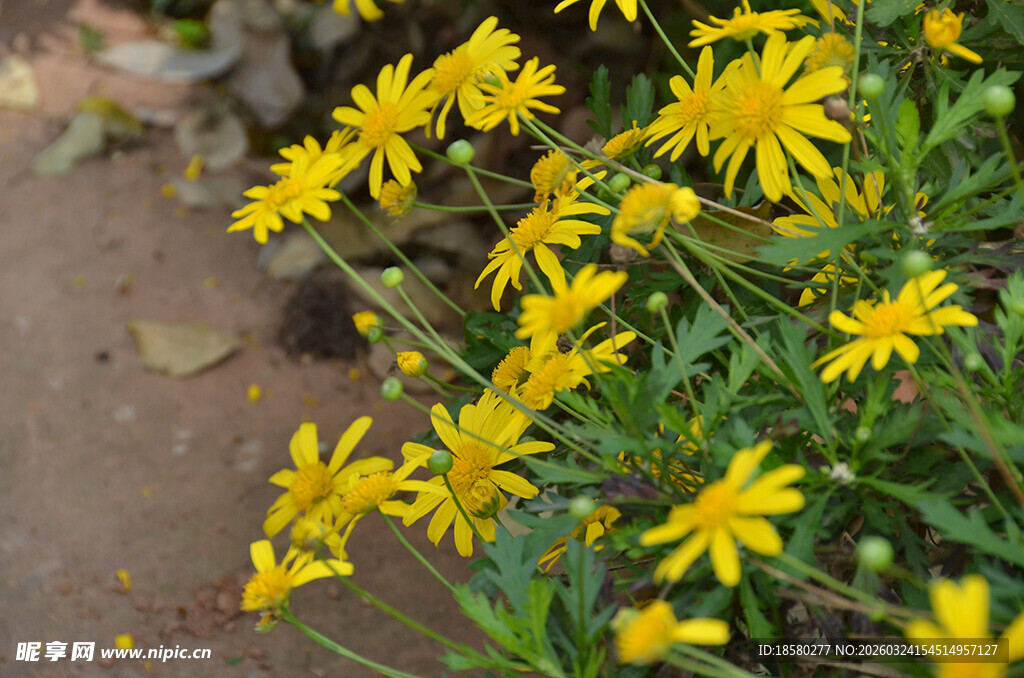 黄色小花绽放于路边