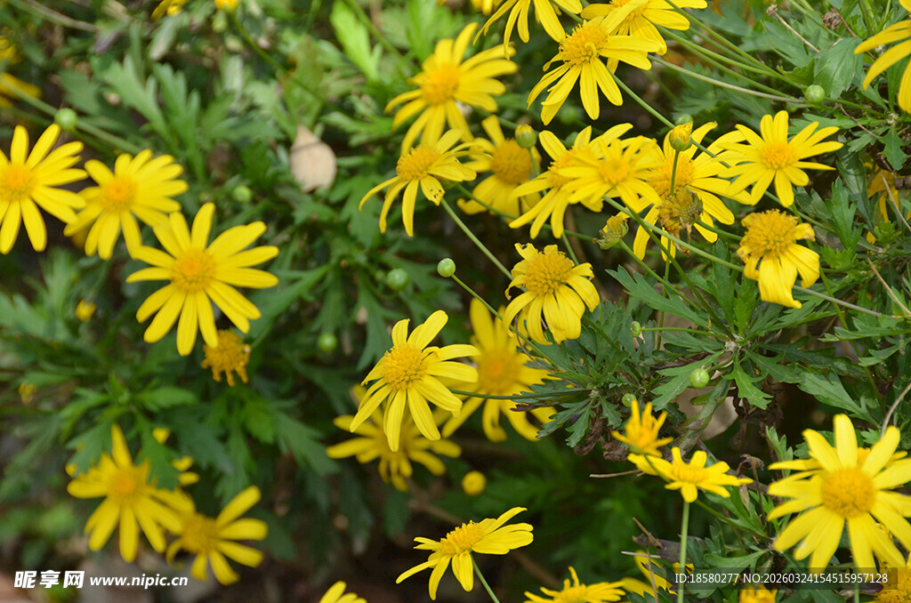 绽放的黄色小野花