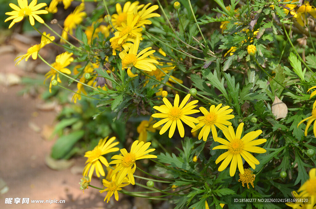 绽放的黄色小花