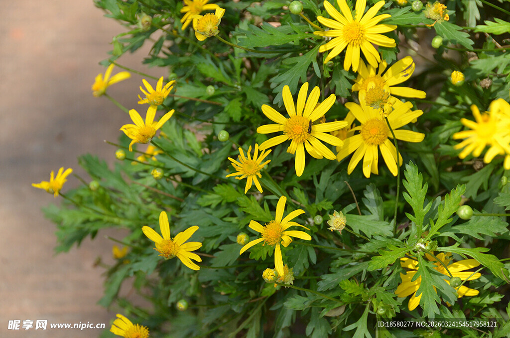 绽放的黄色小花