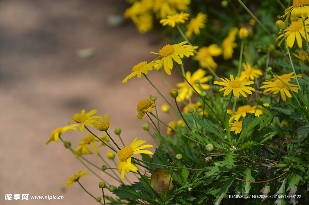黄色小花绽放于绿叶间