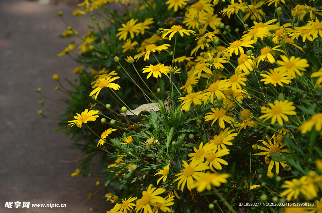金黄灿烂的小菊花绽放