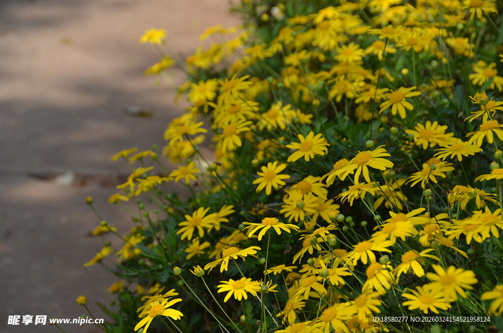 路边盛放的黄色小菊花